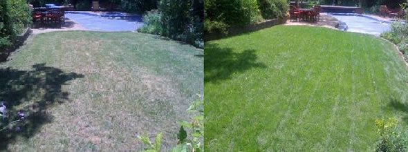 Eugene organic lawn fertilization